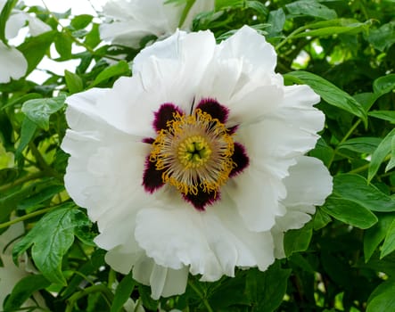 bunch of white peony flower (shallow DOF)