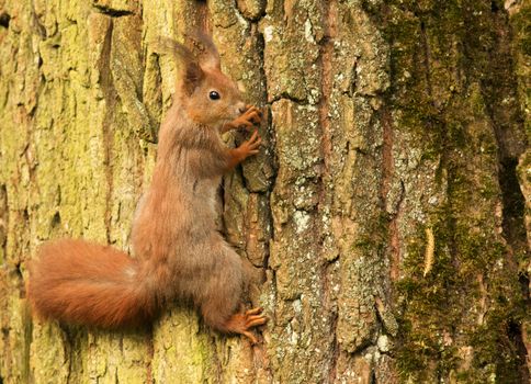 Poland.Spring in May.European squirrel on a tree trunk (Sciurus) and 
he is going to chase the female.May is a time of festivities at the squirrels