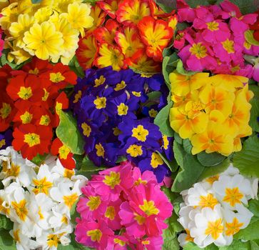 Background of Beauty Multi-Colored Primroses with Leafs closeup