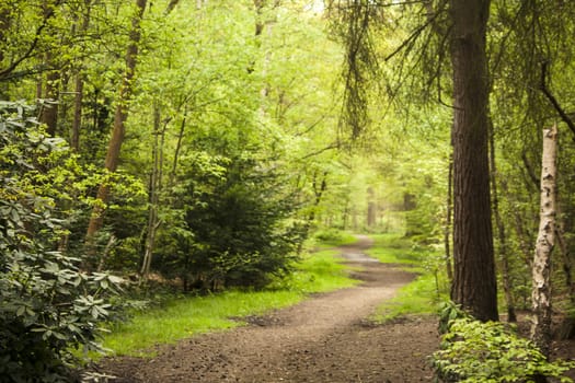 Beautiful English woodland scene with light coming though the trees.