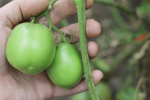 Bush Of Green Tomato In The Garden in man hands