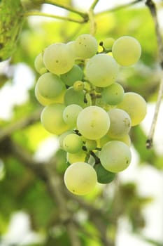 Bunch Of White Grape In The Vineyard