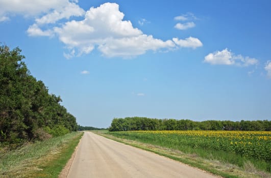 the road along the field of sunflowers