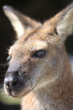 Australian wallaby at Blackfellows Beach.  These wallabies were very friendly and were happy to eat some morsells of wholegrain bread, very smart tried to claw open the bag for more, lol and loved a chest and tummy scratch too