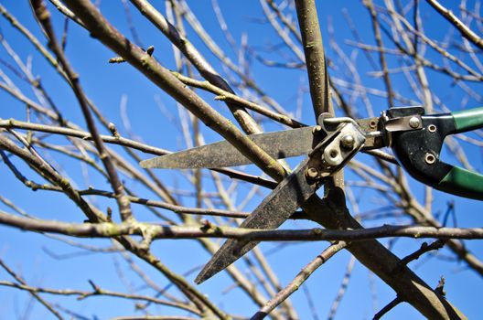cut trim prune apple tree branch in spring with scissors tool