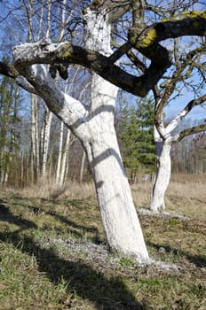 two old whitened apple tree trunk in spring farm garden