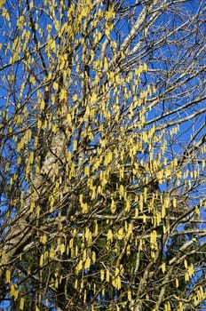 beautiful hazelnut tree bush catkins blossoms in spring time