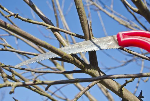 cut prune apple tree branch in spring garden with handsaw tool