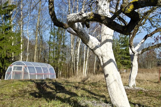 spring time plastic greenhouse and whitened old apple tree trunks in farm