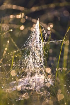 blur dewy summer end meadow grass with spiderweb background