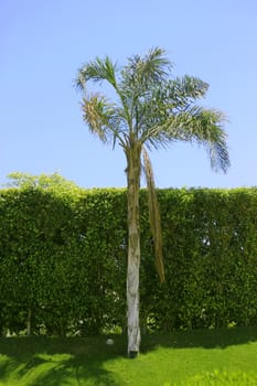 Palm tree against blue sky. Tropical nature