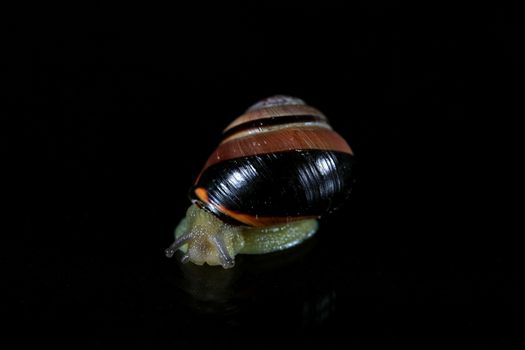 Snail on a mirror