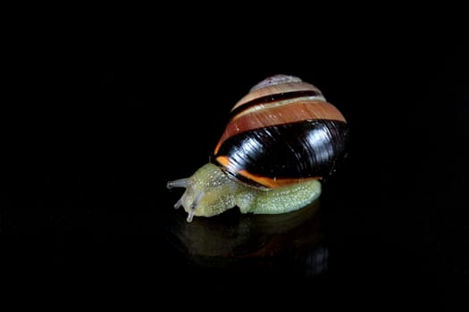 Snail on a mirror