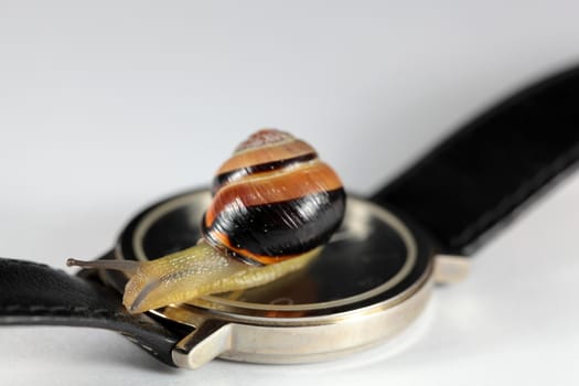 Macro photo of a small snail on a watch.