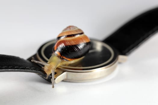 Macro photo of a small snail on a watch.