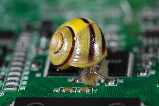 Macro photo of a small snail on a conductor board.