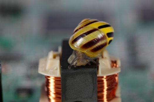 Macro photo of a small snail on a conductor board.