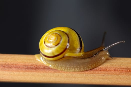 A macro photography of a small snail on a pen.