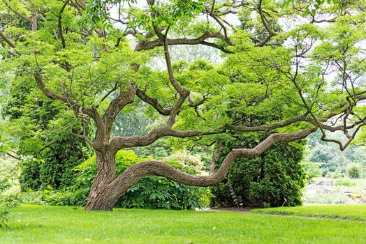 Summer meadow with big tree with green leaves