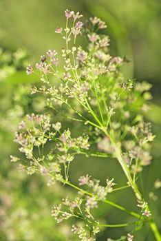 Wild plant flower