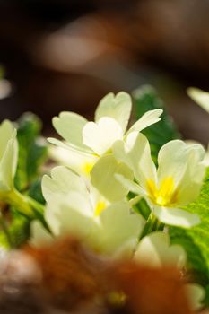 Close up photo of beautiful white flower