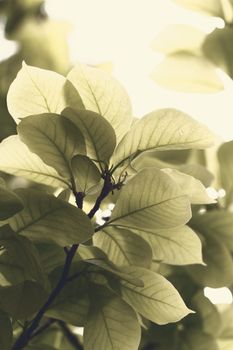 Close up view of fresh green leaf