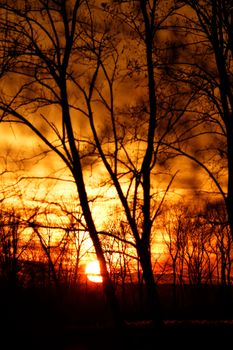 Tree branches on dramatic sunset sky - abstract photo