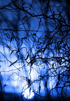 Tree branches on dramatic sunset sky - abstract photo