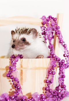 A cute little hedgehog with Christmas decorations