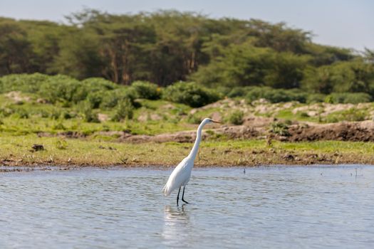 white heron against the blue pond. Kenya