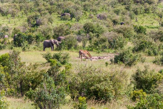 African elephant family and giraffe walking in the savanna