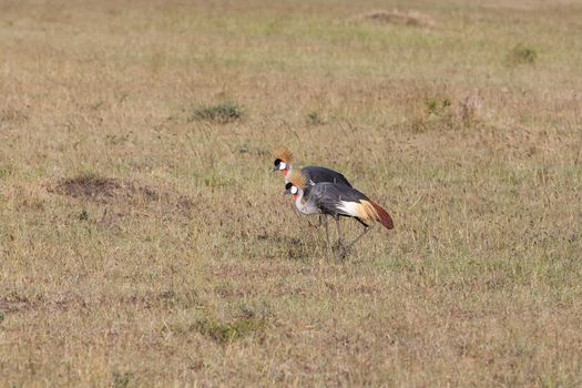 The two Crowned Crane on green grass