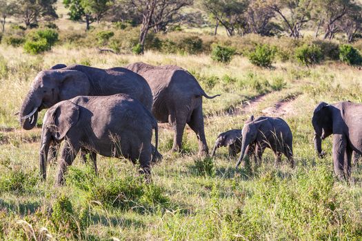 African elephant family walking in the savanna