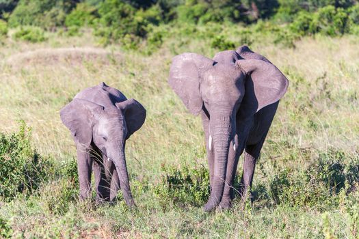 African elephant family walking in the savanna