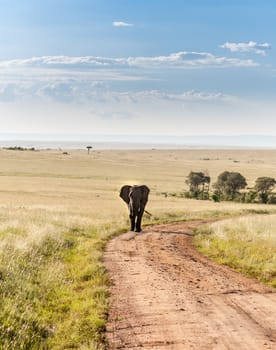 One african elephant walking in the savanna