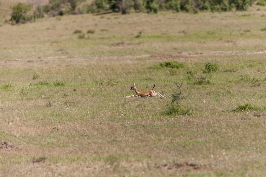 Safari.  baby antelope on a background of green grass