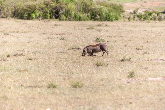 Warthog on the National Park of Kenya, Africa
