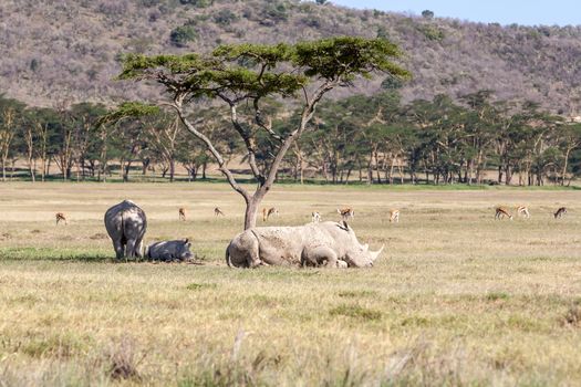 Safari -  white rhinos on the background of savanna