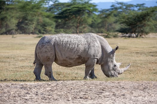 Safari - rhino on the background of savanna