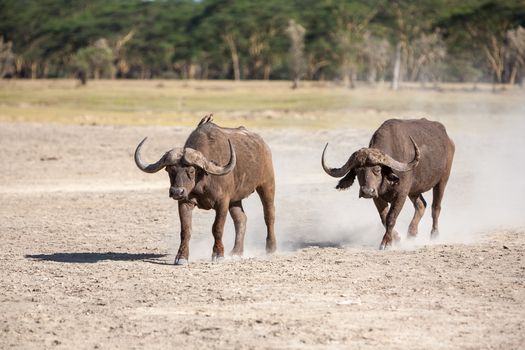 Two wild African Buffalo  in Kenya, Africa