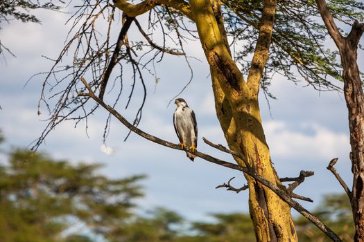 African Fish Eagle on a tree at Lake Naivasha, Kenya