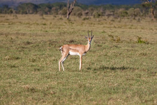 Safari. antelope on a background of green grass