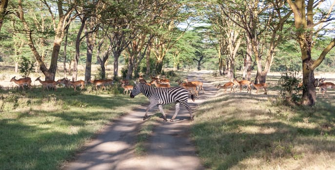 antelopes and zebras on a background of road. Safari in Africa