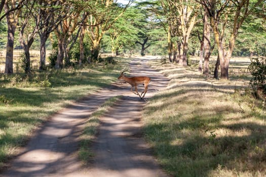 antelope on a background of road. Safari in Africa