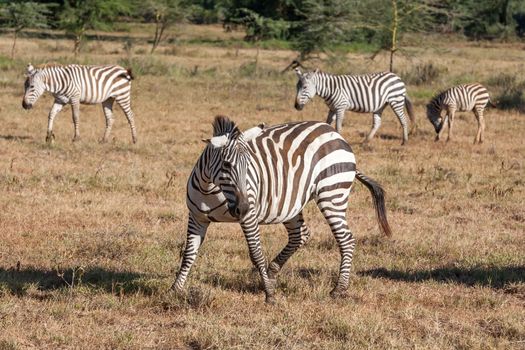 The zebras in the grasslands, Africa. Kenya