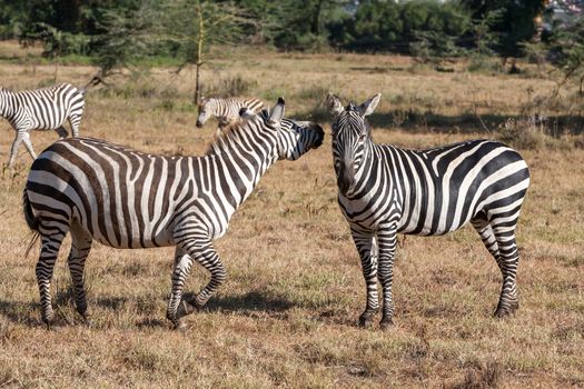 two zebras in the grasslands, Africa. Kenya