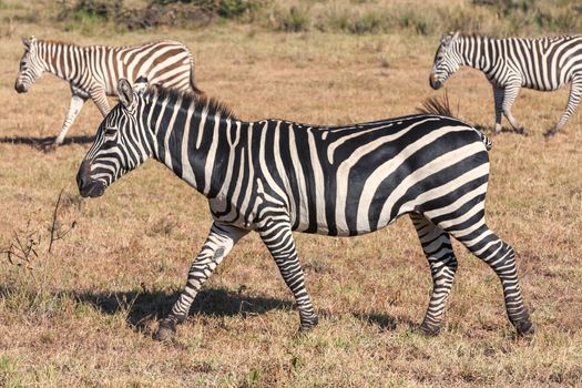 The zebras in the grasslands, Africa. Kenya