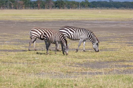 two zebras in the grasslands, Africa. Kenya