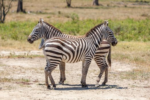 two zebras in the grasslands, Africa. Kenya