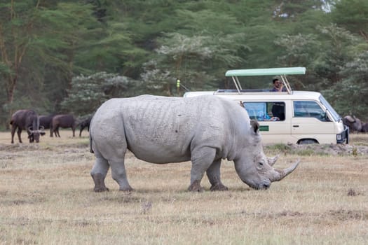 Safari -  white rhino on the background of savanna